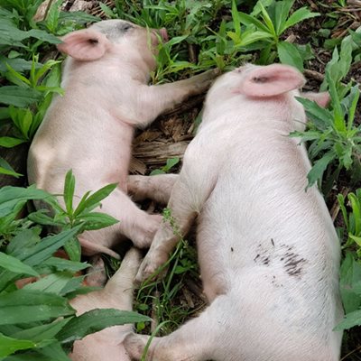 Two piglets sleep in the grass on a farm