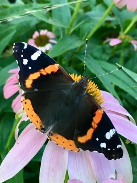 a butterfly pauses on a coneflower.