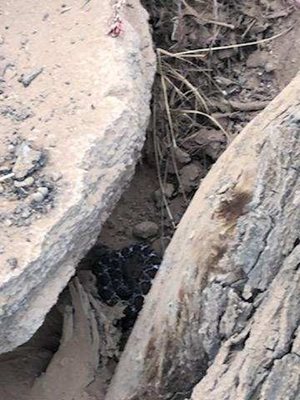 A snake, spotted on a walk up Cowles Mountain, sits coiled between the rocks.